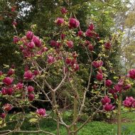 Саженец магнолии гибридной Genie в контейнере